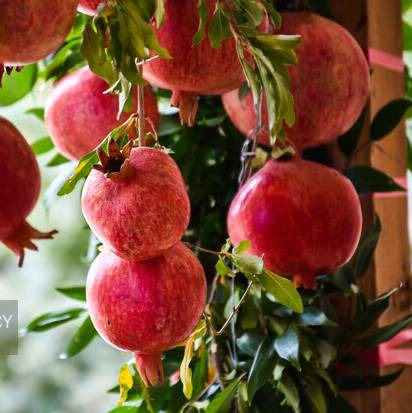 قطعی برق چاه‌های کشاورزی محصولات باغی تفت را کاهش داد
