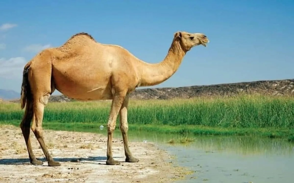 افزایش  ۱۰ درصدی جمعیت شتر در حمیدیه