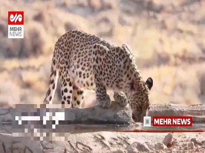ثبت تصویر پلنگ ایرانی در پارک ملی بمو توسط ۲ بانوی عکاس