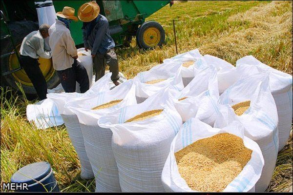 پیش‌بینی برداشت ۱۶ هزار تن شلتوک از مزارع خرمشهر