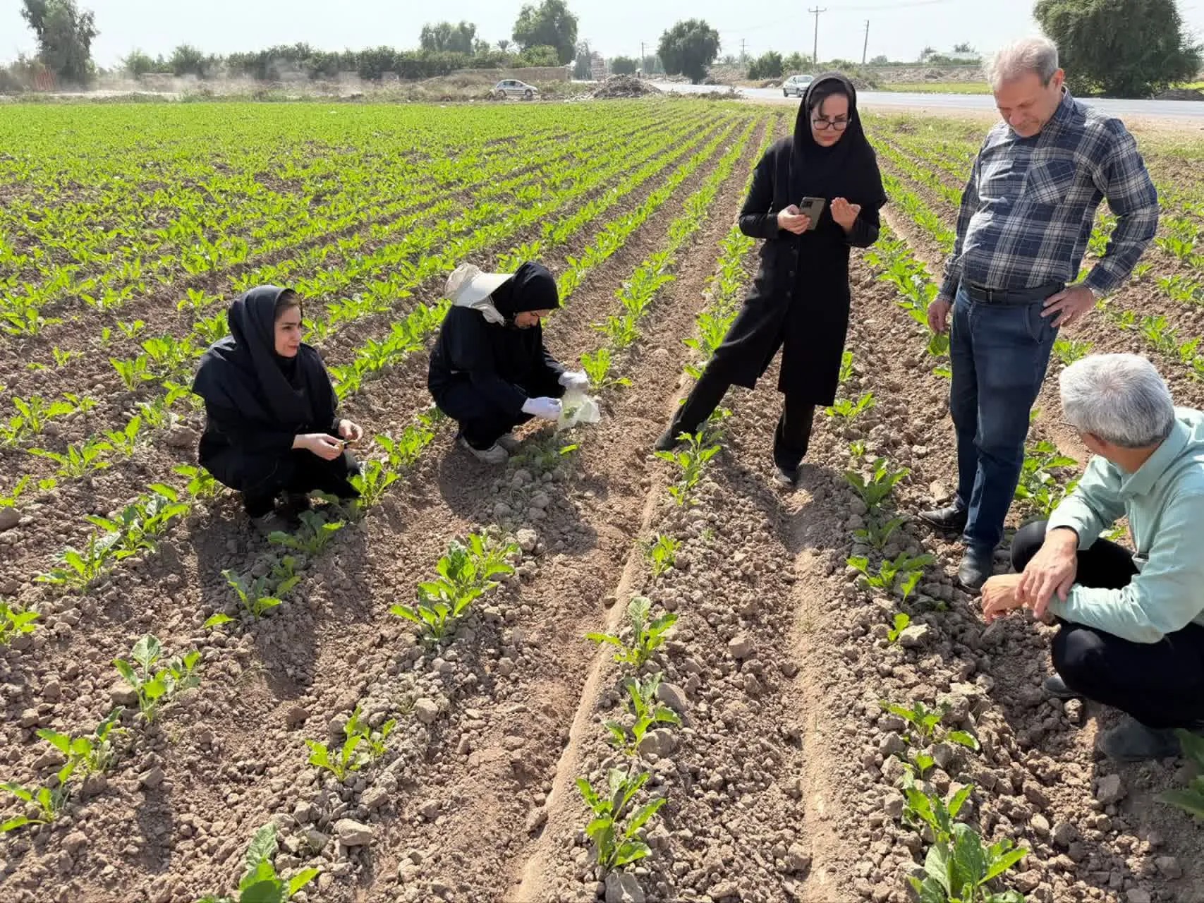 اقدامات فوری برای مهار آفت برگ‌خوار پاییزه در دزفول و شوش